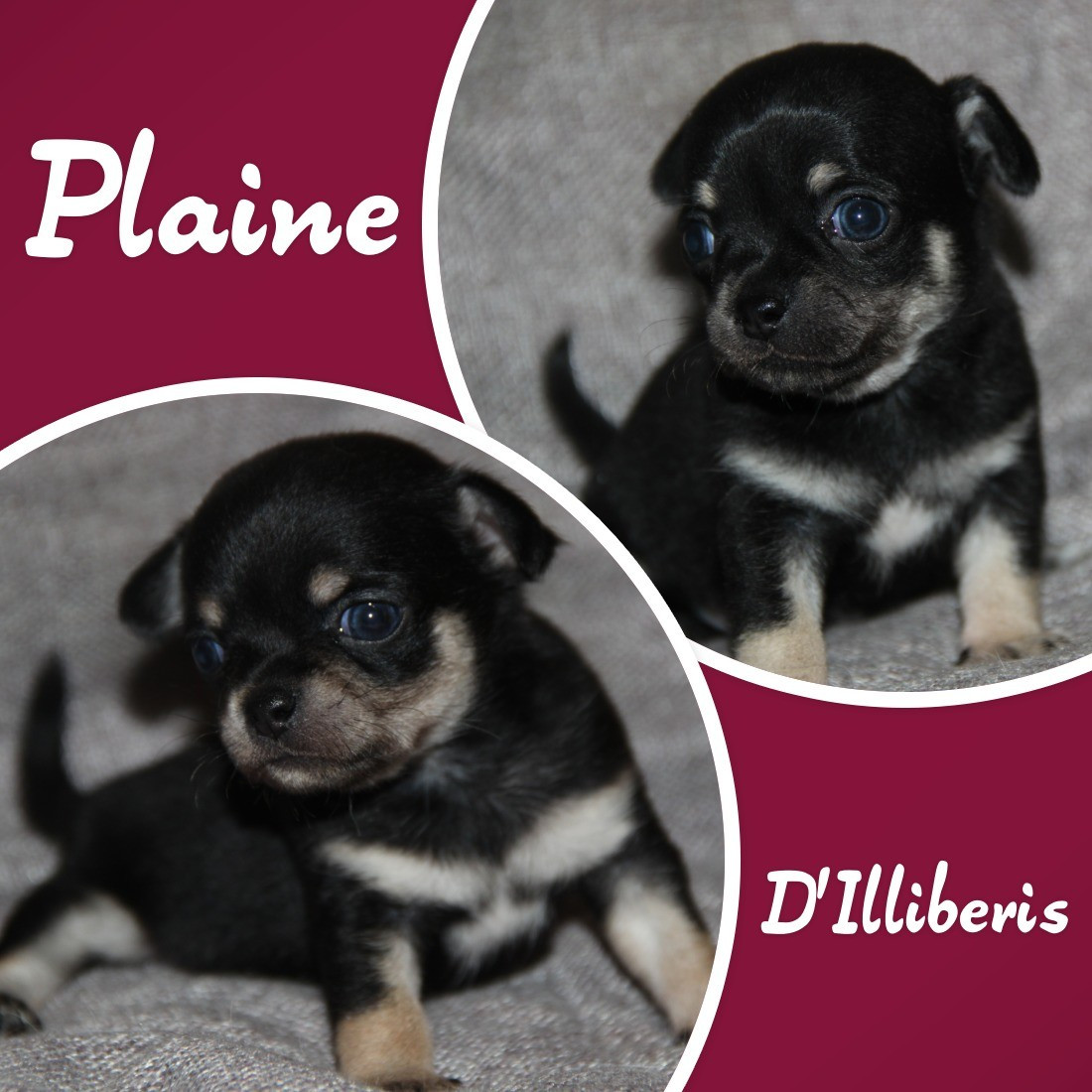 De La Plaine D'illiberis - Chihuahua - Portée née le 21/11/2025