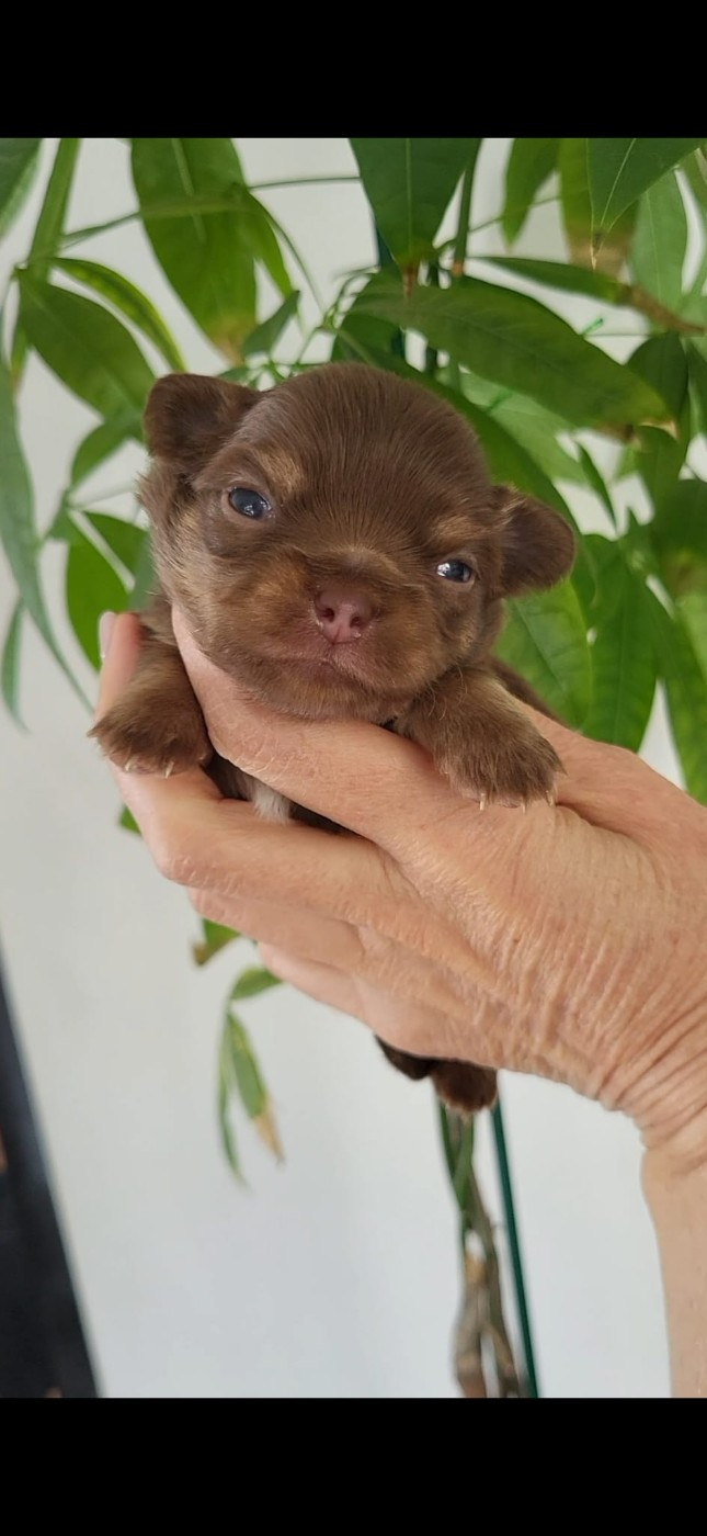 De La Plaine D'illiberis - Chiots disponibles - Chihuahua