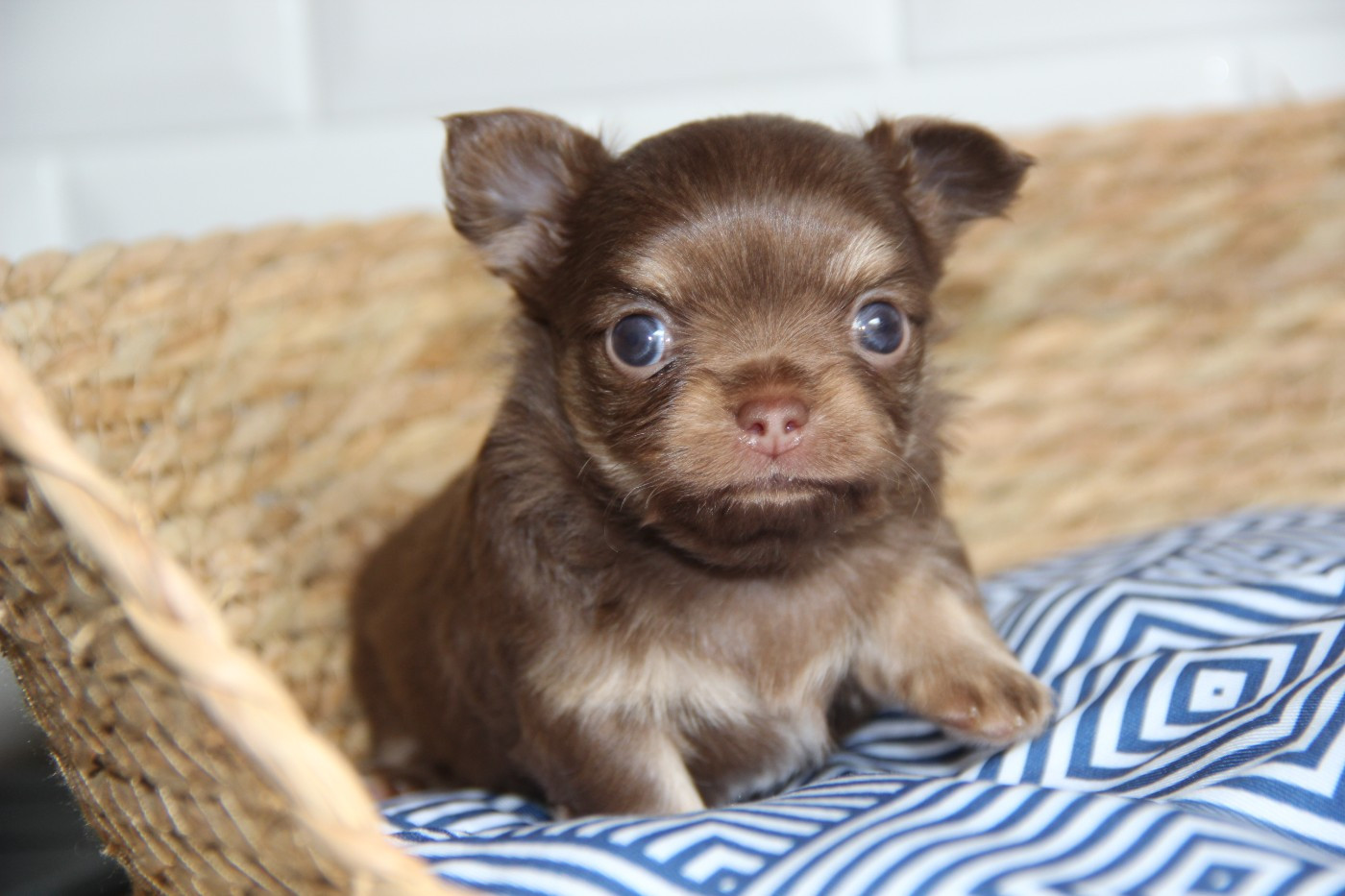 Puppy Chihuahua De La Plaine D'illiberis