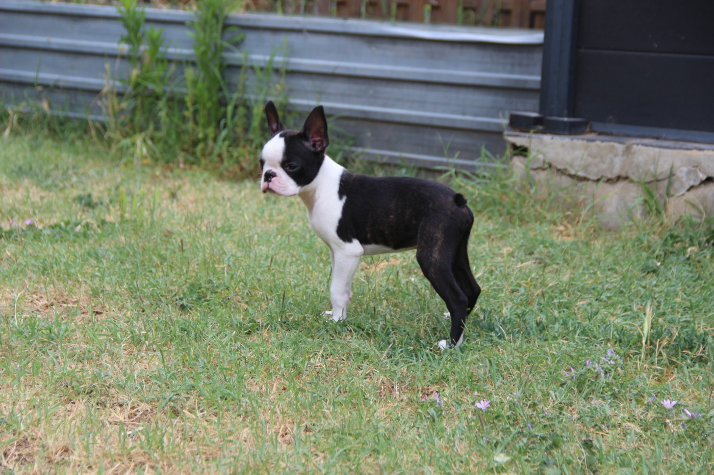 De La Plaine D'illiberis - Chiots disponibles - Boston Terrier