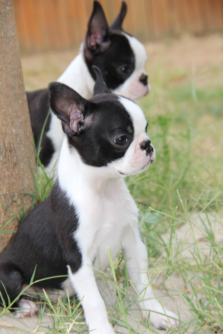 Chiot Boston Terrier De La Plaine D'illiberis