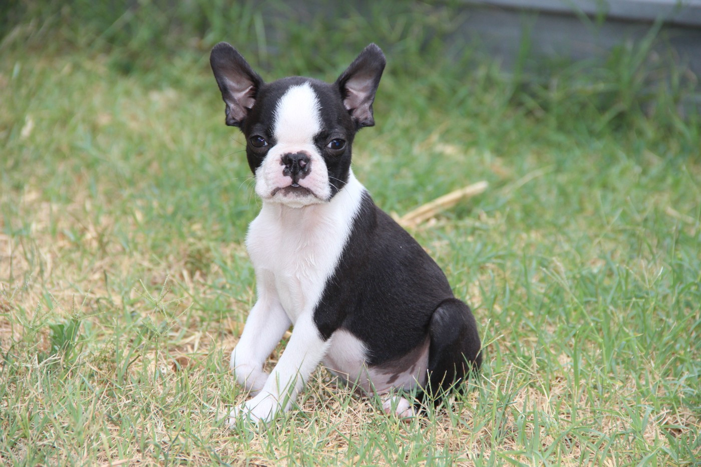 De La Plaine D'illiberis - Chiots disponibles - Boston Terrier