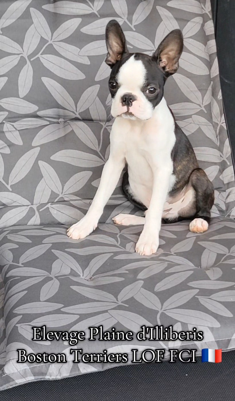 De La Plaine D'illiberis - Chiots disponibles - Boston Terrier