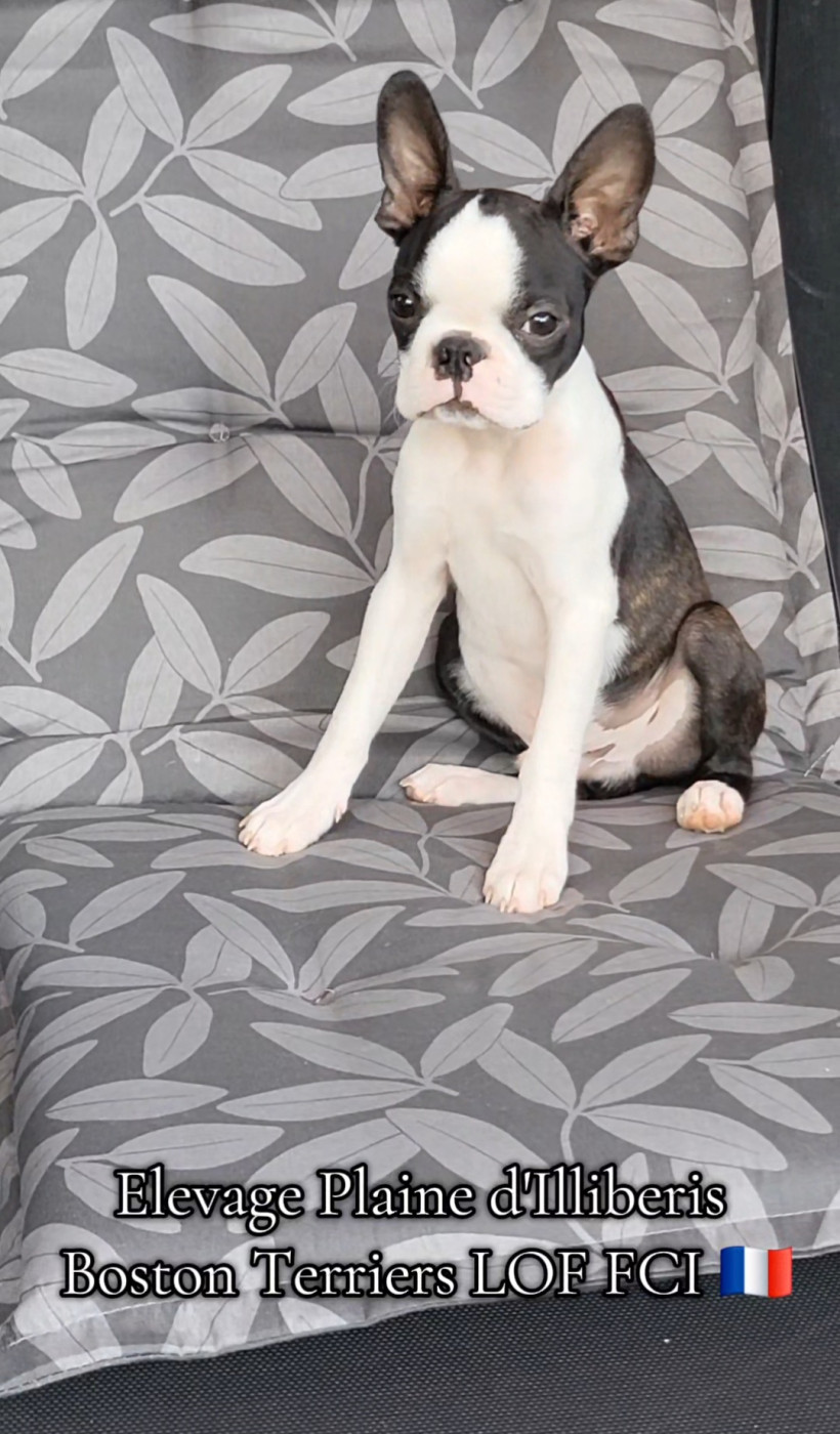 Chiot Boston Terrier De La Plaine D'illiberis