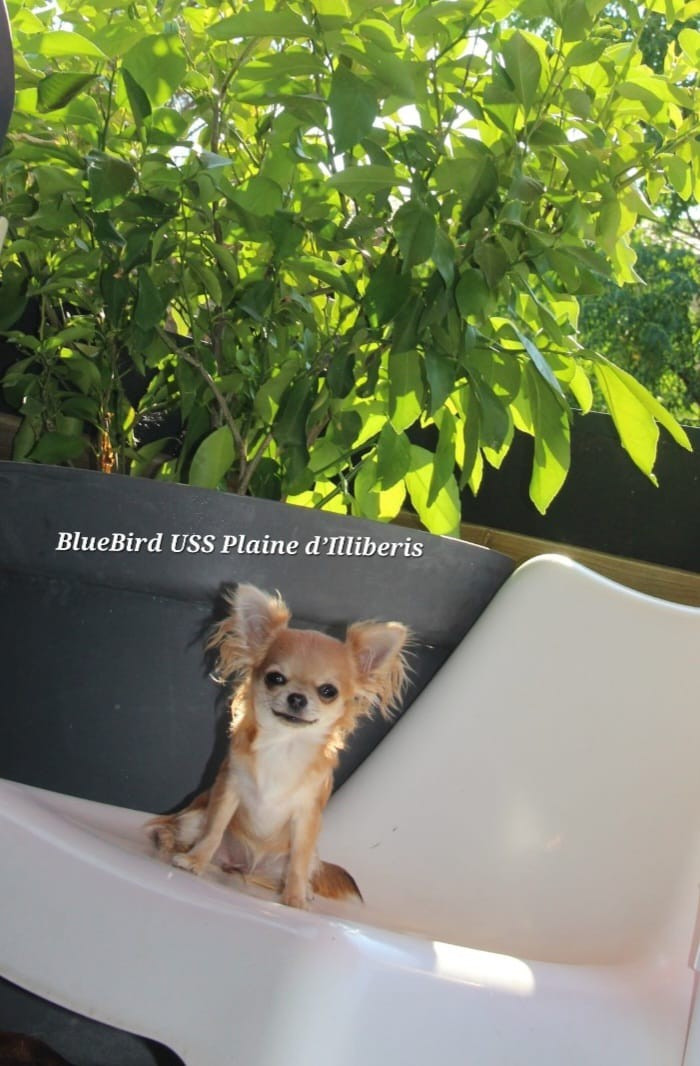 Chiot Chihuahua De La Plaine D'illiberis