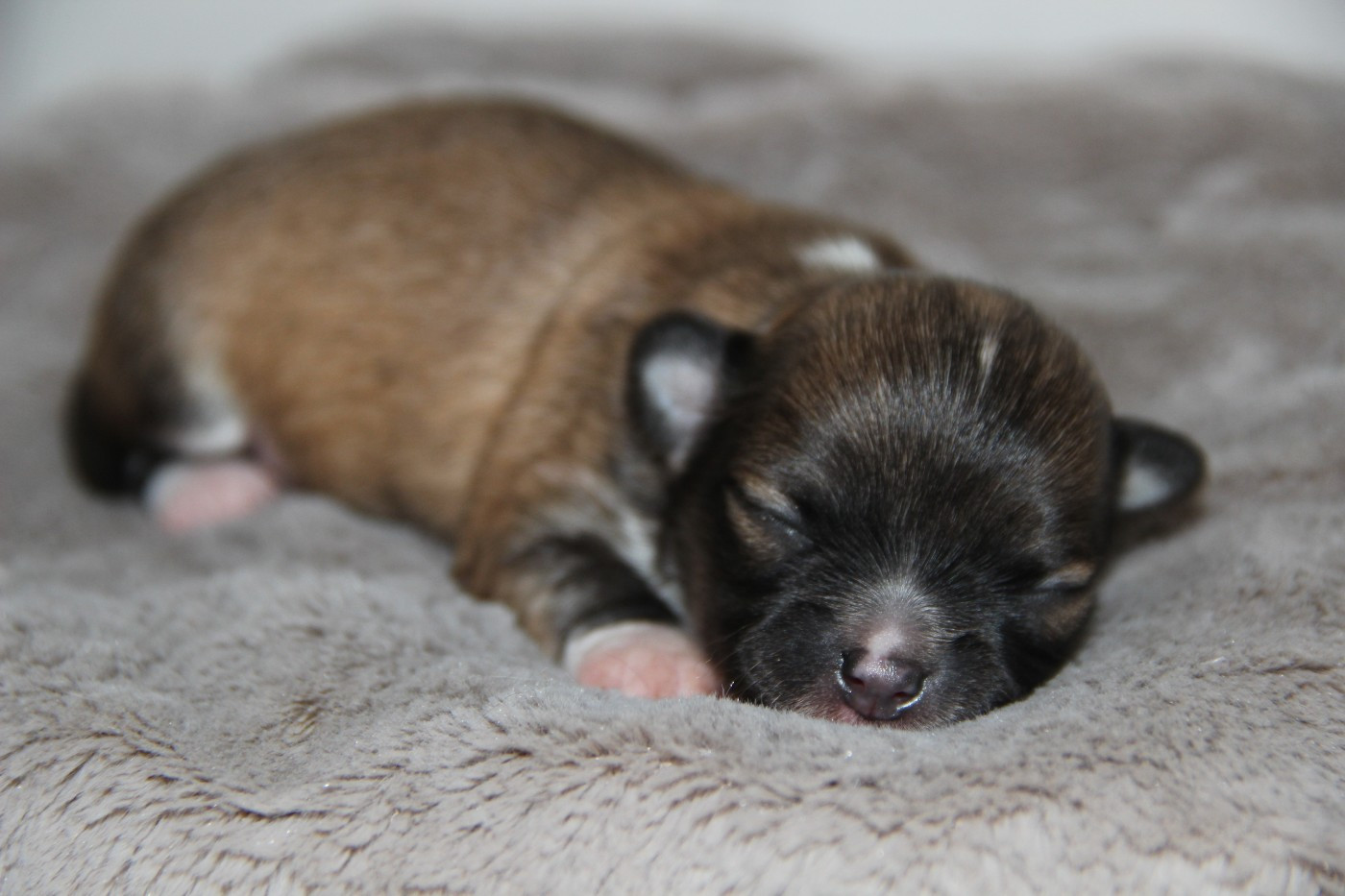 De La Plaine D'illiberis - Chiots disponibles - Chihuahua