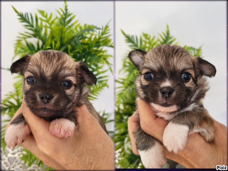 Chiot Chihuahua De La Plaine D'illiberis
