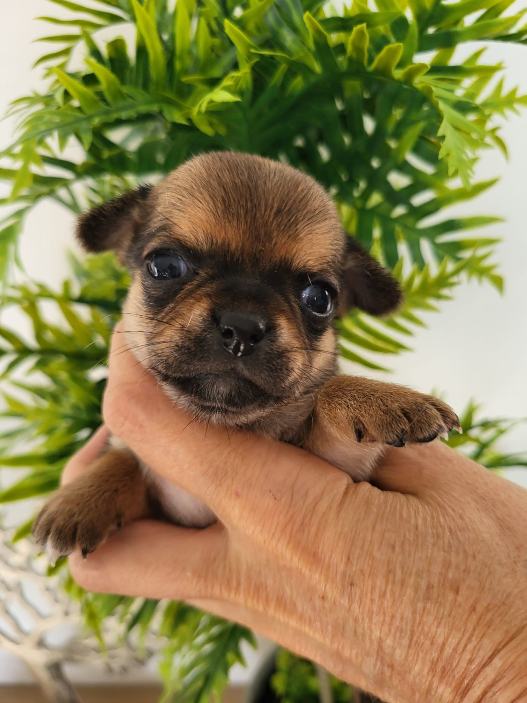 De La Plaine D'illiberis - Chiots disponibles - Chihuahua