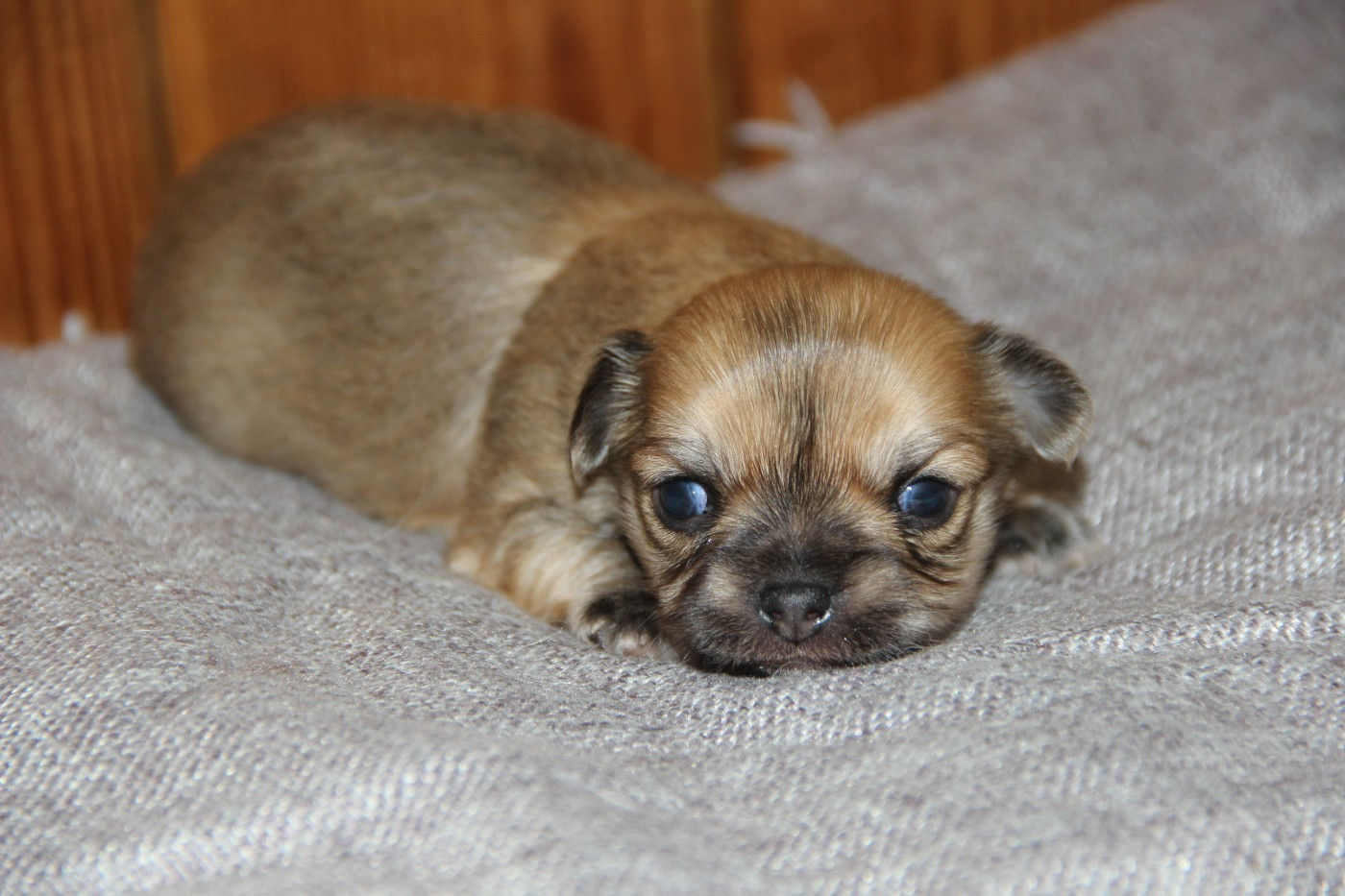 De La Plaine D'illiberis - Chiots disponibles - Chihuahua