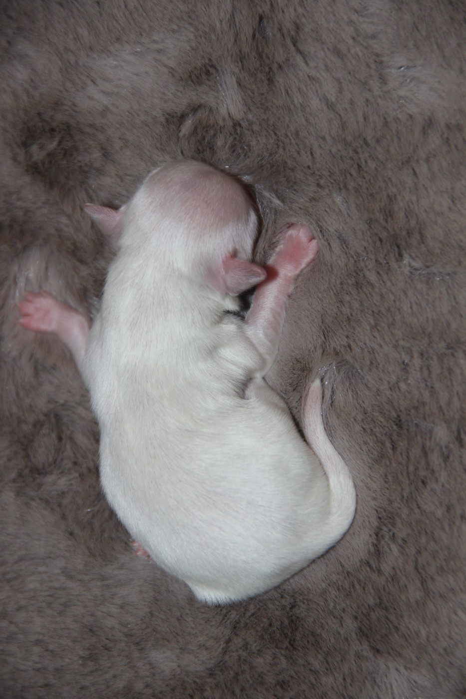 De La Plaine D'illiberis - Chiots disponibles - Chihuahua