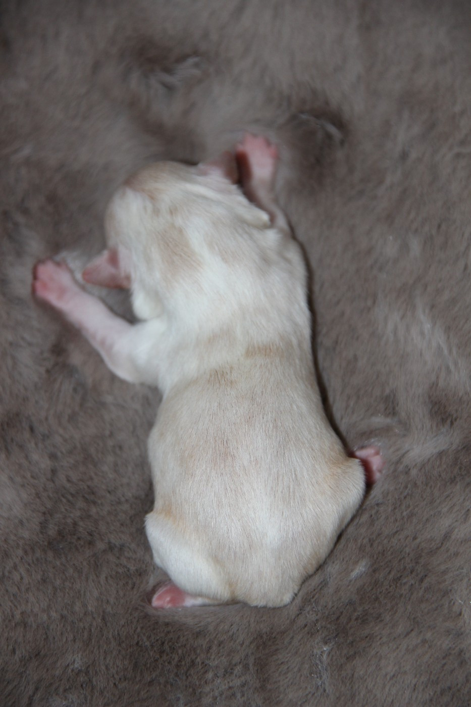 De La Plaine D'illiberis - Chiots disponibles - Chihuahua