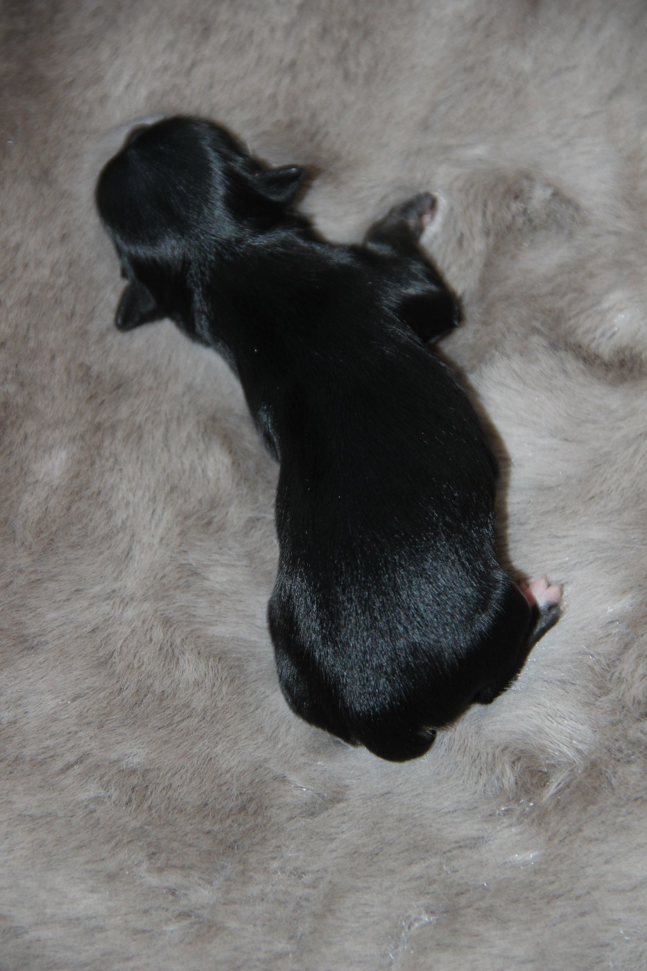 De La Plaine D'illiberis - Chiots disponibles - Chihuahua