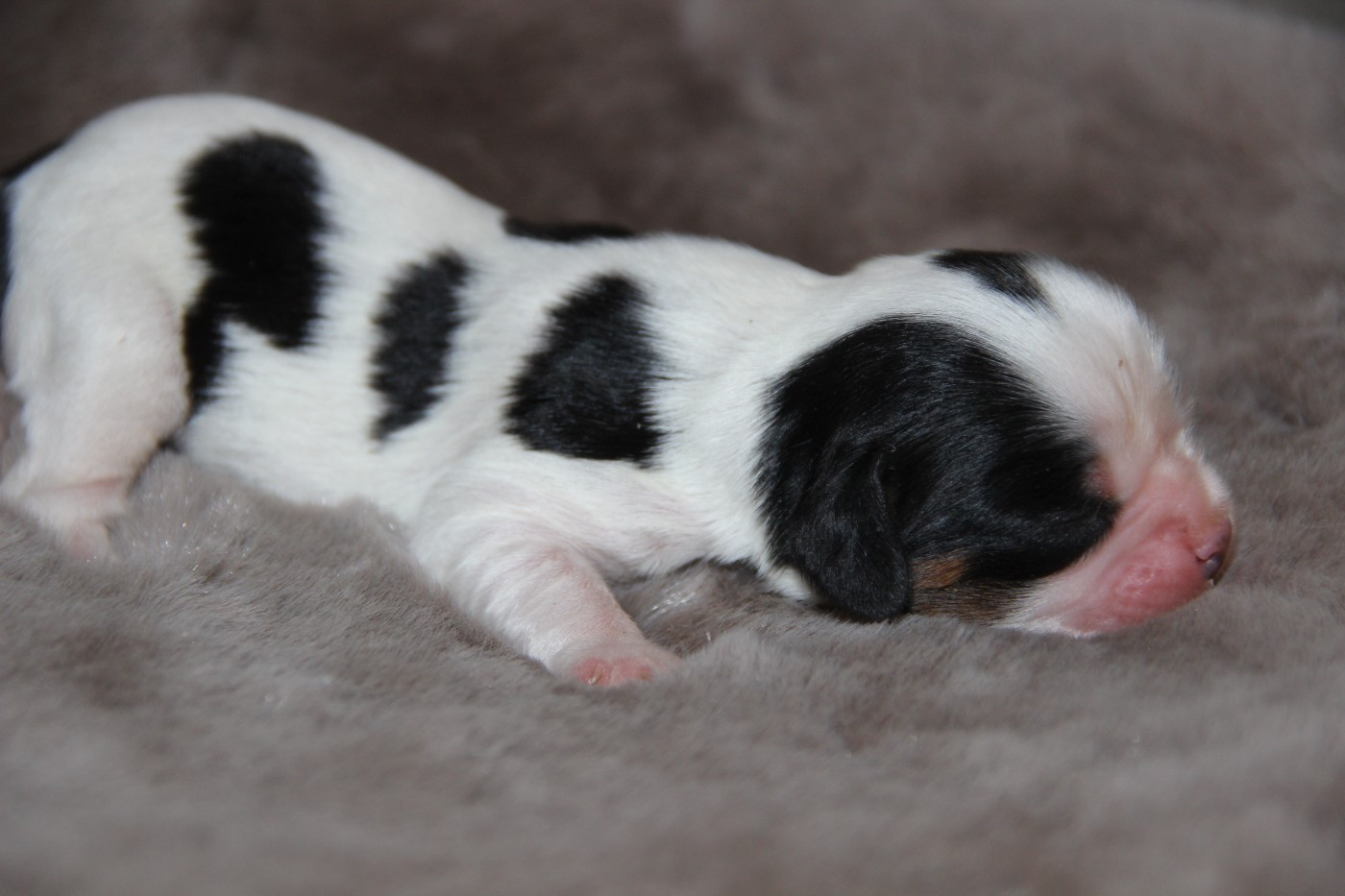 De La Plaine D'illiberis - Chiots disponibles - Cavalier King Charles Spaniel