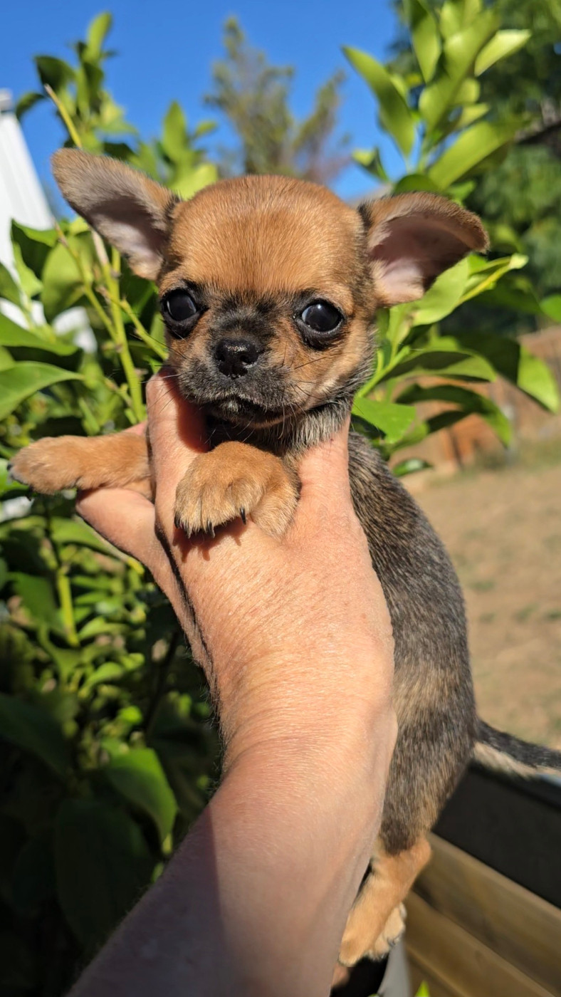 De La Plaine D'illiberis - Chiots disponibles - Chihuahua