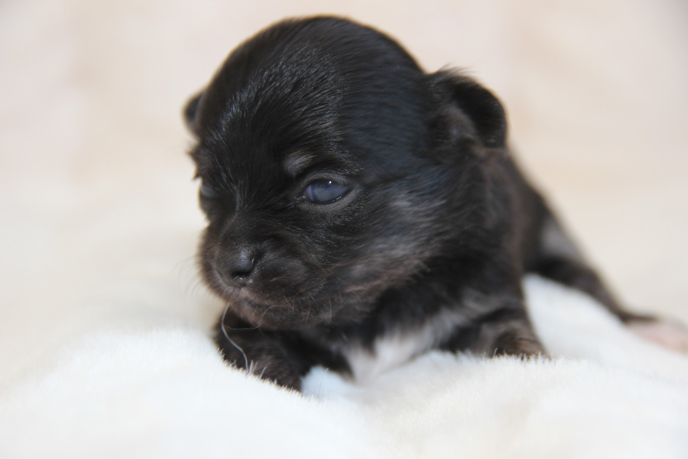 De La Plaine D'illiberis - Chiots disponibles - Chihuahua