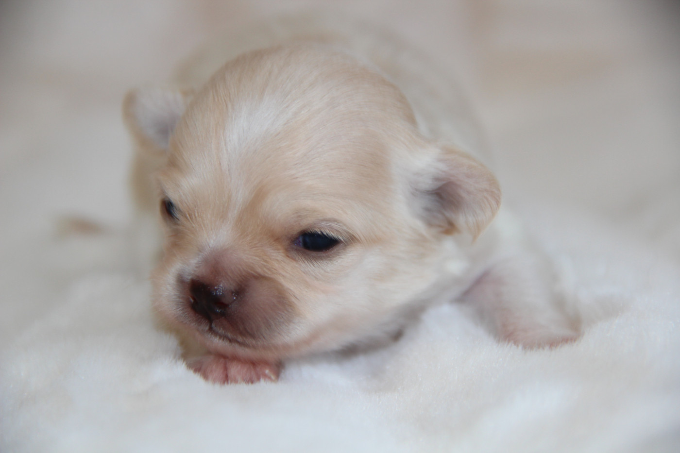 De La Plaine D'illiberis - Chiots disponibles - Chihuahua