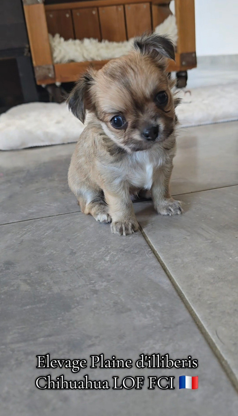 De La Plaine D'illiberis - Chiots disponibles - Chihuahua