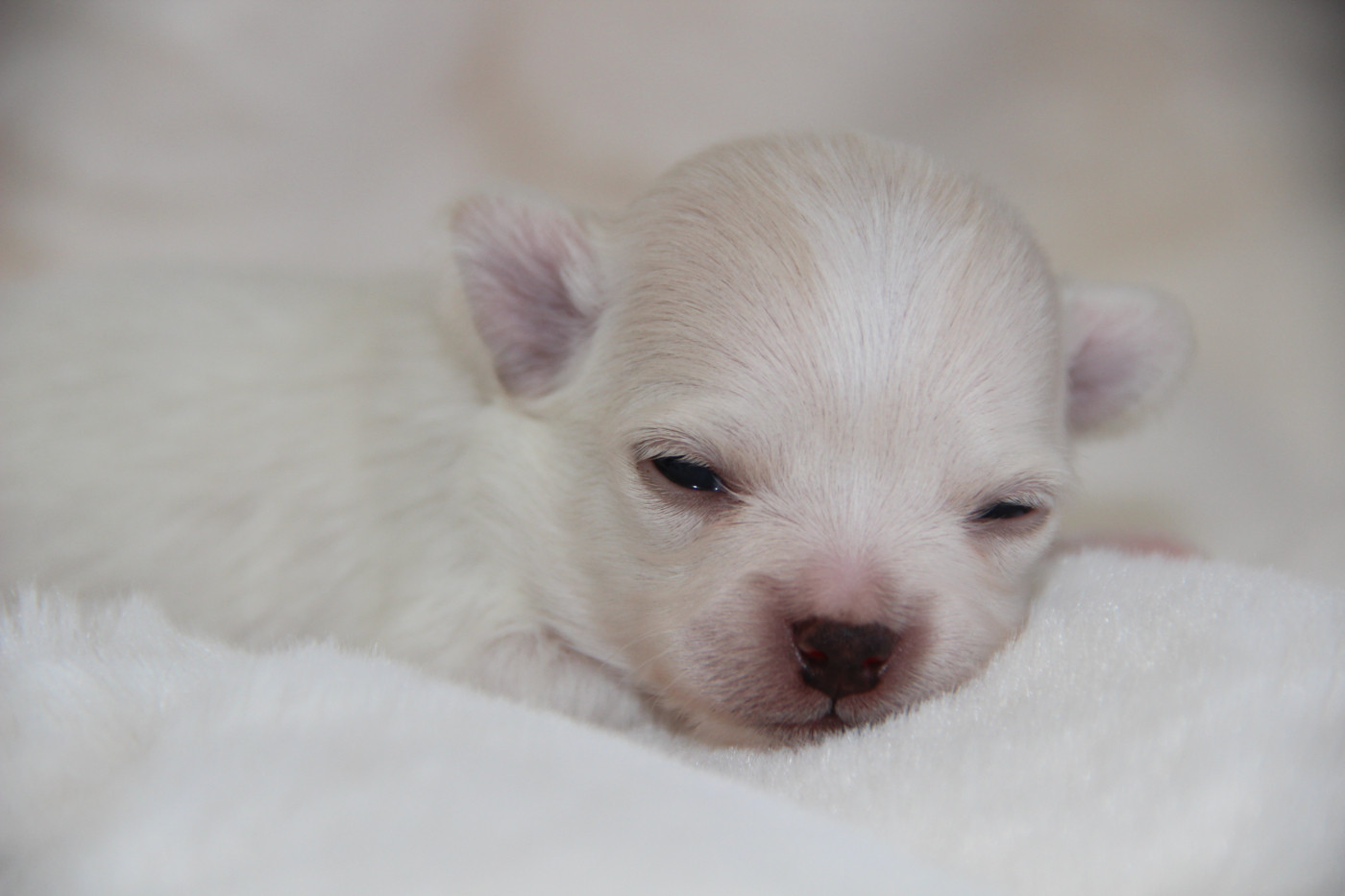 De La Plaine D'illiberis - Chiots disponibles - Chihuahua