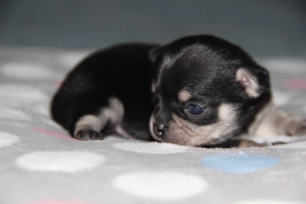 De La Plaine D'illiberis - Chiots disponibles - Chihuahua