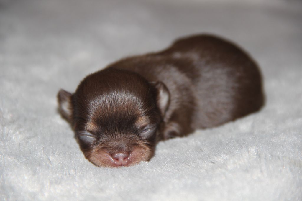 De La Plaine D'illiberis - Chiots disponibles - Chihuahua