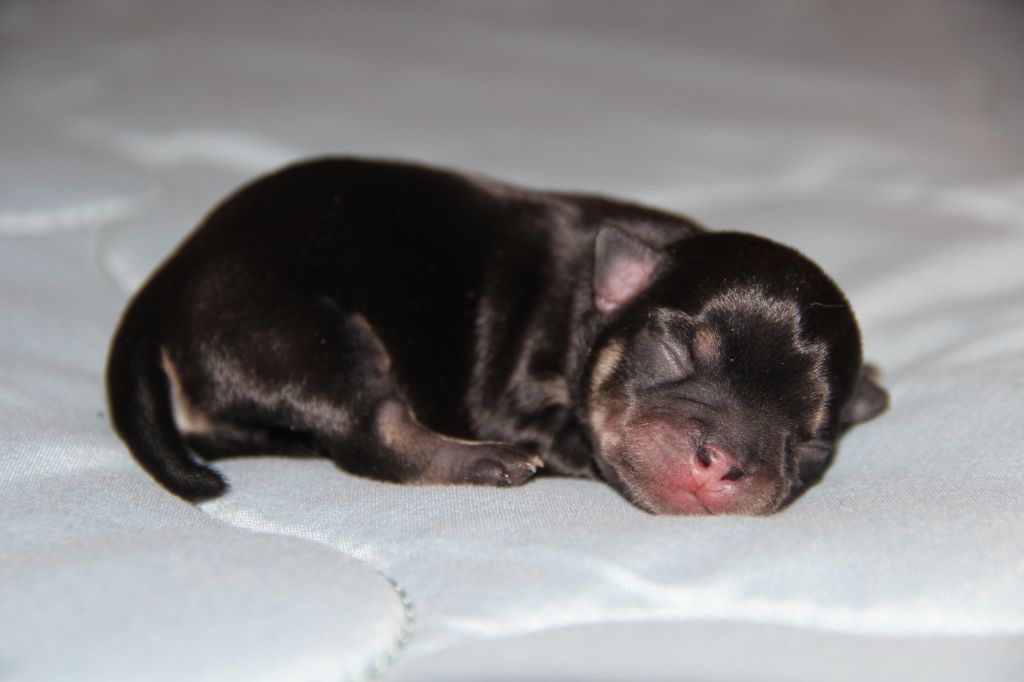 De La Plaine D'illiberis - Chiots disponibles - Chihuahua