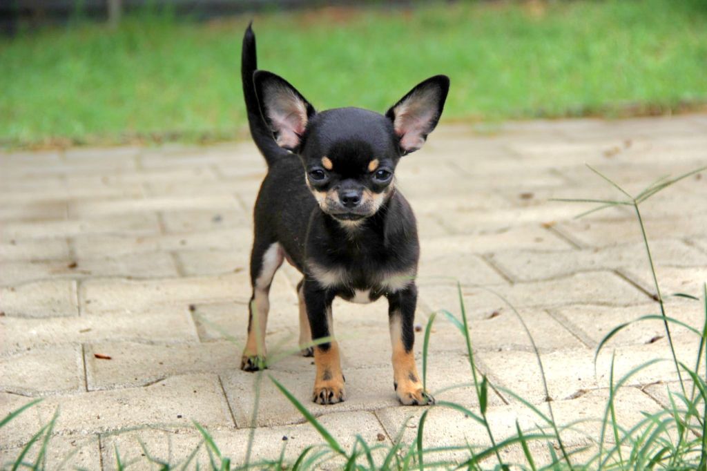 Chiot Chihuahua De La Plaine D'illiberis