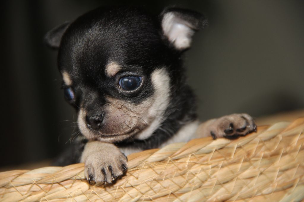 De La Plaine D'illiberis - Chiots disponibles - Chihuahua