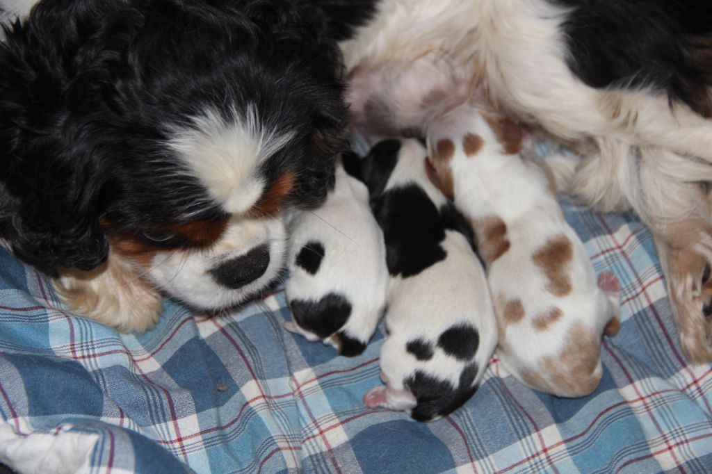 De La Plaine D'illiberis - Chiots disponibles - Cavalier King Charles Spaniel