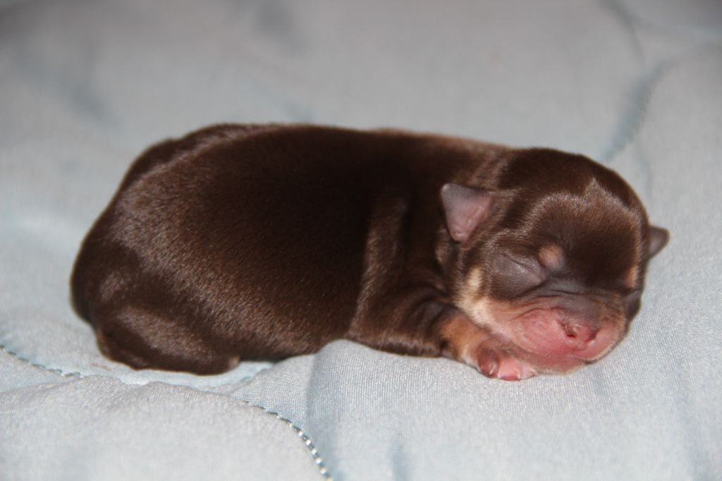 De La Plaine D'illiberis - Chiots disponibles - Chihuahua