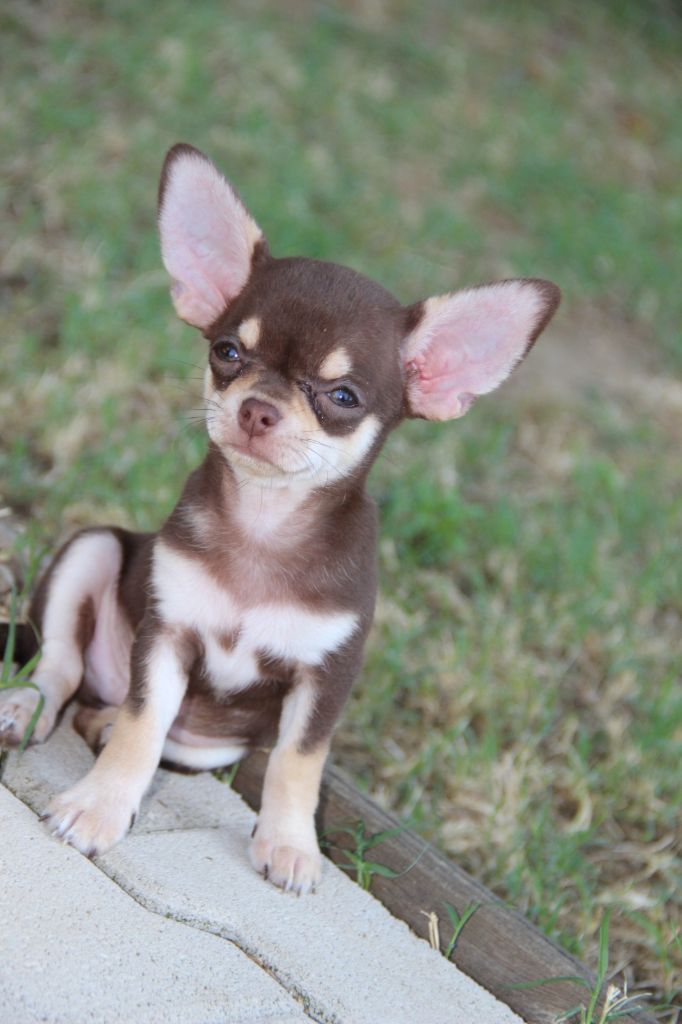 De La Plaine D'illiberis - Chiots disponibles - Chihuahua