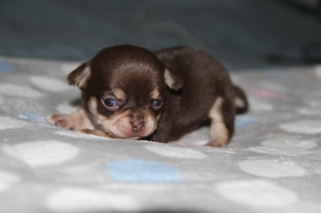 De La Plaine D'illiberis - Chiots disponibles - Chihuahua