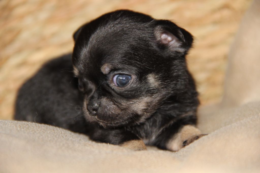 De La Plaine D'illiberis - Chiots disponibles - Chihuahua