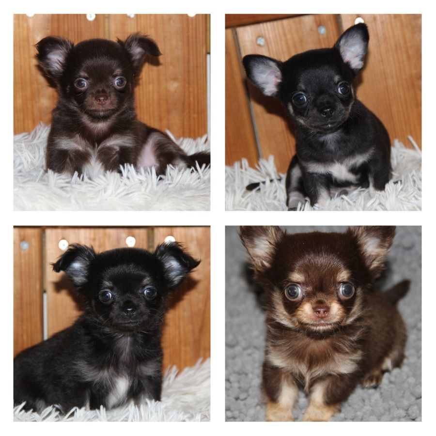 Chiot Chihuahua De La Plaine D'illiberis