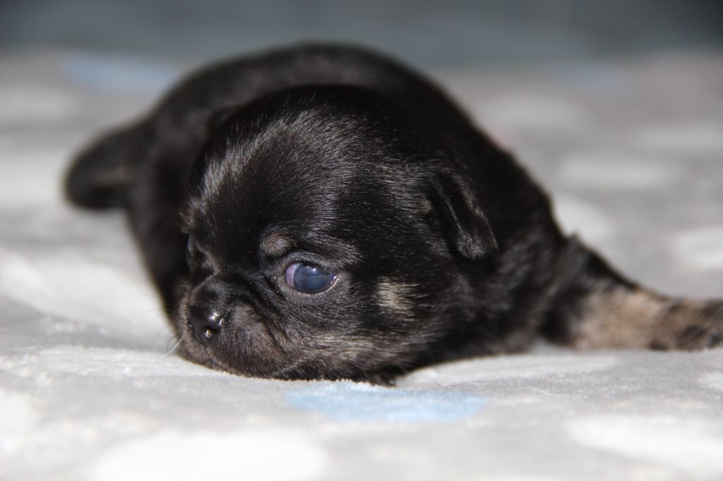 De La Plaine D'illiberis - Chiots disponibles - Chihuahua