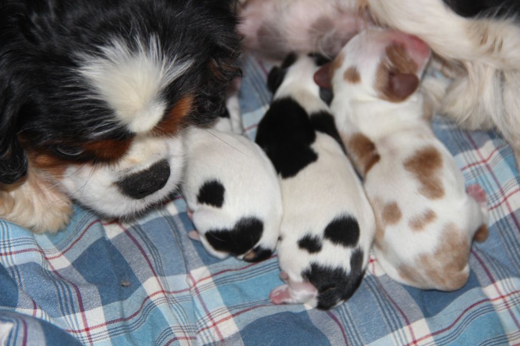 De La Plaine D'illiberis - Chiots disponibles - Cavalier King Charles Spaniel