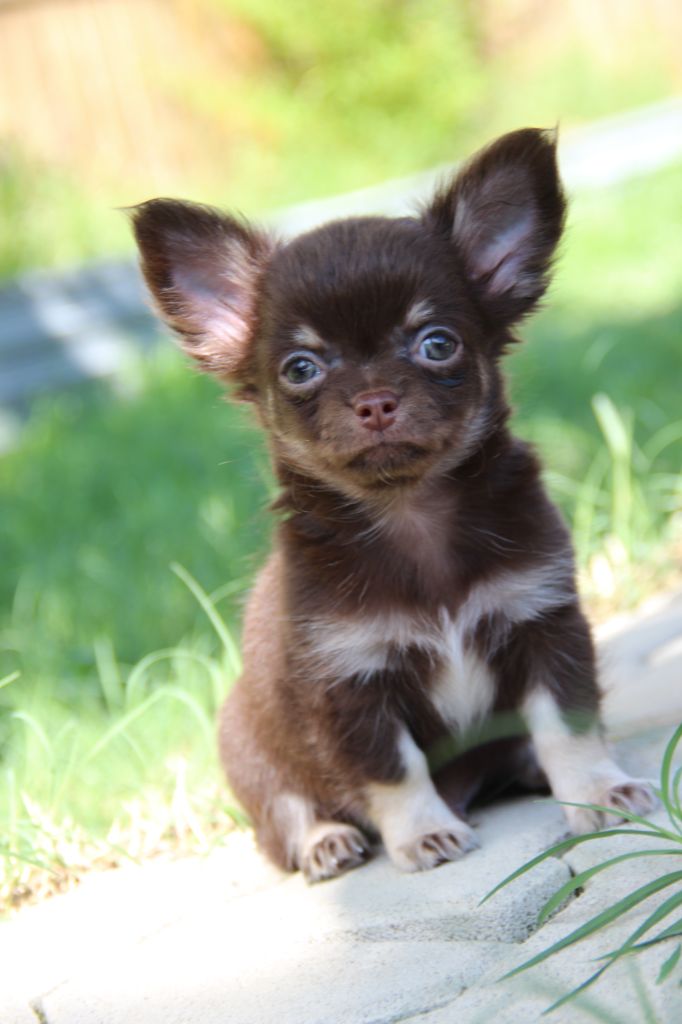 CHIOT 1