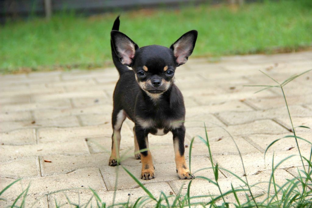 De La Plaine D'illiberis - Chiots disponibles - Chihuahua