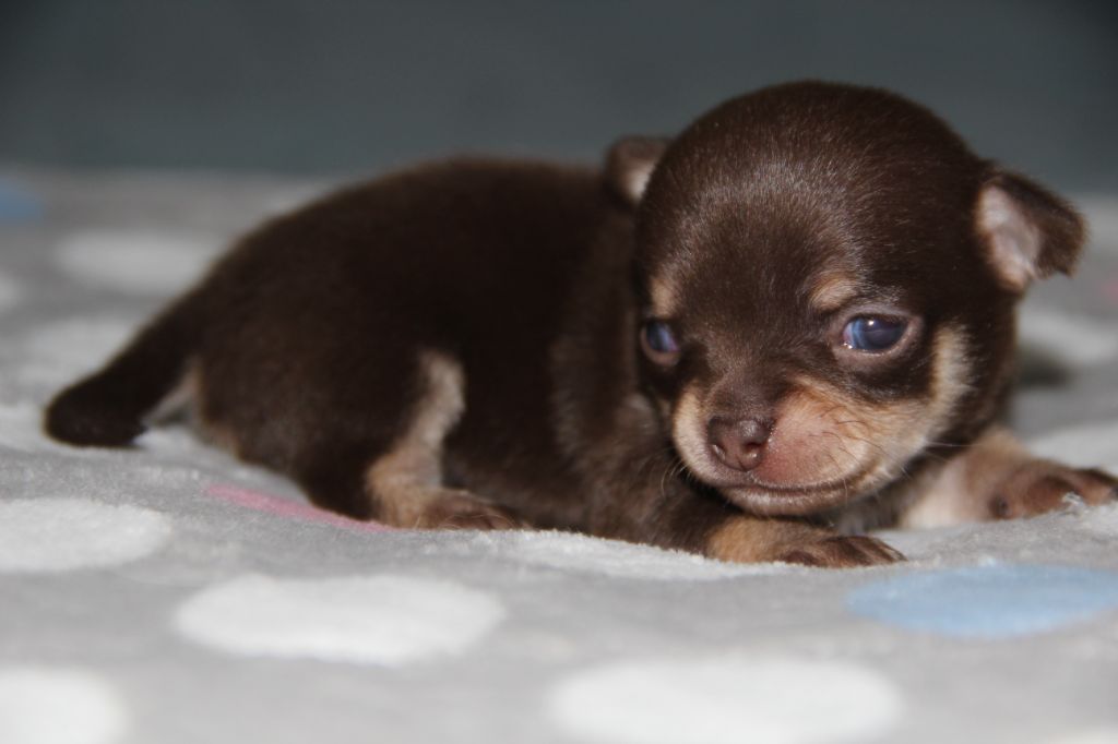 De La Plaine D'illiberis - Chiots disponibles - Chihuahua