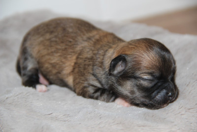 Chiot N°2
