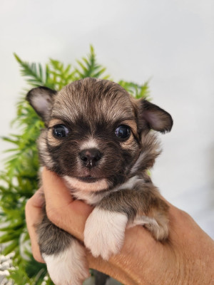 Chiot N°1