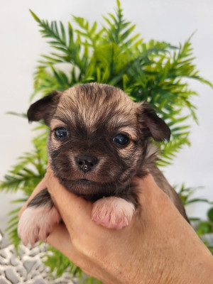 Chiot N°2