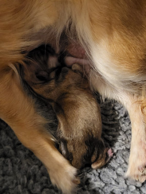CHIOT 1