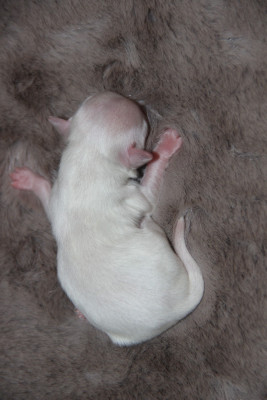 Chiot N°1
