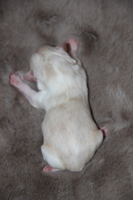 Chiot N°2