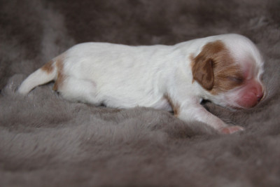 Chiot N°3