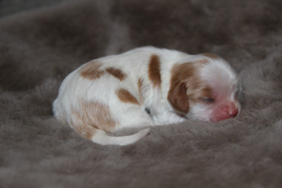 Chiot N°2