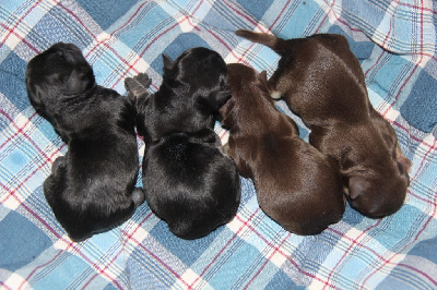 CHIOT 2