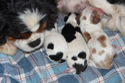CHIOT