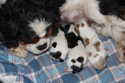 CHIOT