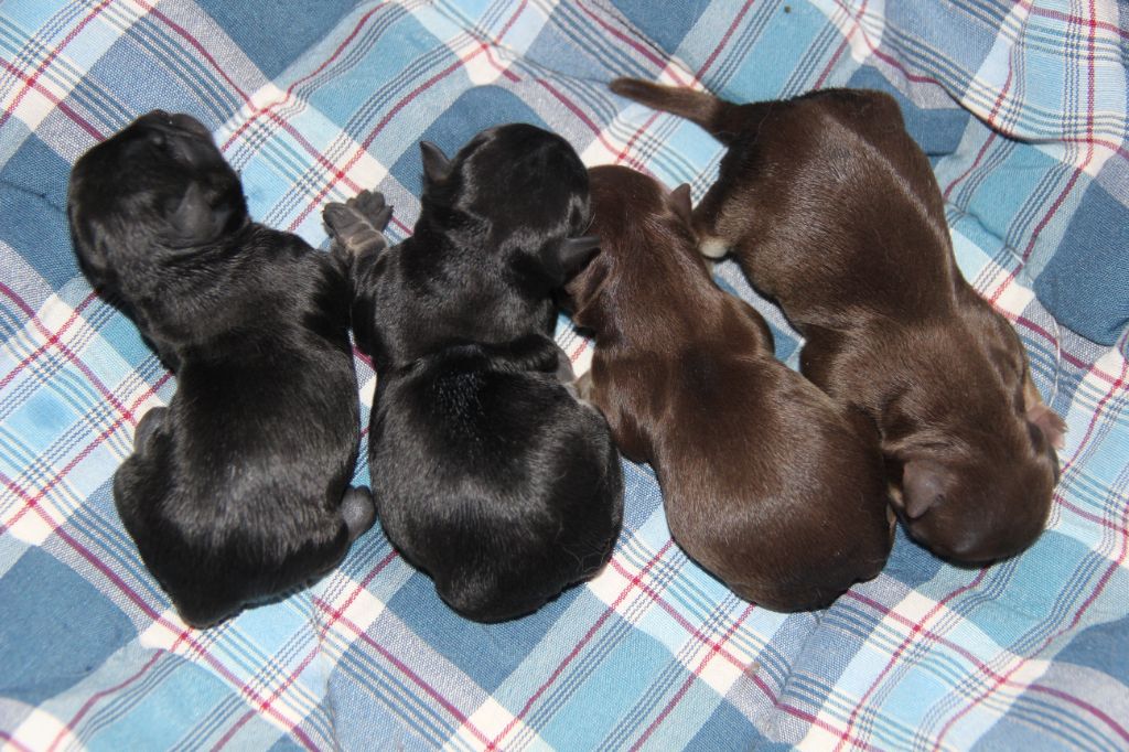 De La Plaine D'illiberis - Chiots disponibles - Chihuahua